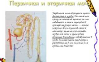 Первичная моча — что это