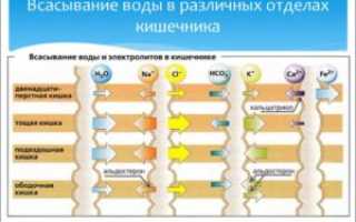 Всасывание воды в кишечнике и почках