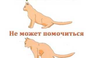 Сколько живут коты при мочекаменной болезни