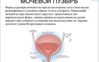 Сколько по времени наполняется мочевой пузырь