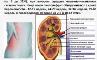 Как проверить почки при беременности
