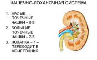 Что значит уплотнение почки