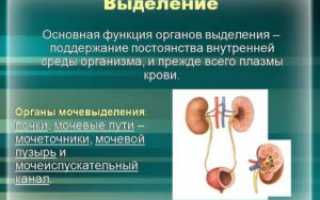 Выделительная функция в организме
