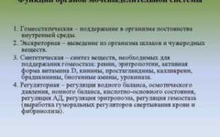 Функции мочевыделительной системы человека