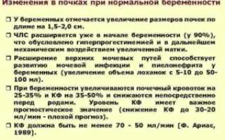 Нагрузка на почки при беременности