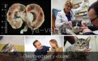 Острый пиелонефрит у кота