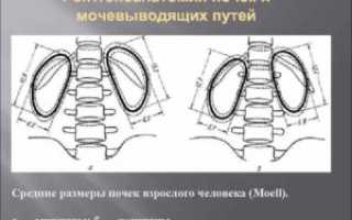 Размер почки мужчины