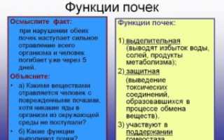 Какую функцию выполняют почки человека