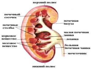 Анатомия члс почек