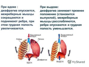 Болит почка слева при вдохе