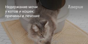 Если у кота недержание мочи
