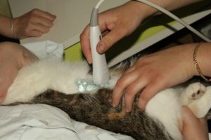 Этамзилат при мочекаменной болезни у котов
