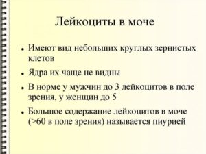 Лейкоциты в моче норма у мужчин норма