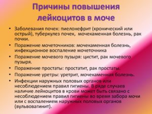 Лейкоциты в моче повышены у ребенка чем лечить
