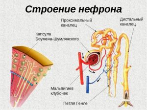 Нефрон почки рисунок