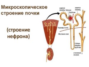 Нефрон почки рисунок