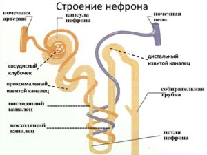 Нефрон почки рисунок
