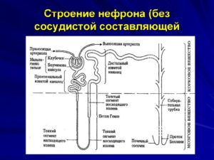 Нефрон почки рисунок