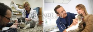 Острый пиелонефрит у кота лечение