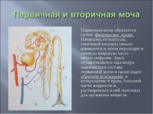 Первичная моча представляет собой