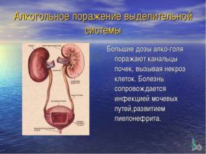 Пиво при пиелонефрите