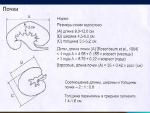 Размеры чашечек почки норма у взрослых