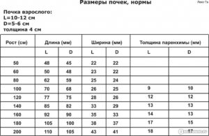 Размеры чашечек почки норма у взрослых