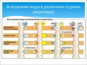 Всасывание воды в кишечнике и почках