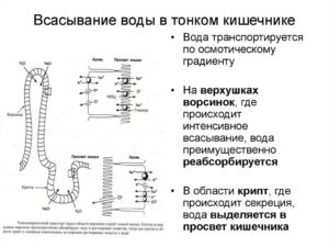 Всасывание воды в кишечнике и почках