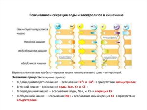 Всасывание воды в кишечнике и почках