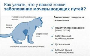 Сколько живут коты при мочекаменной болезни