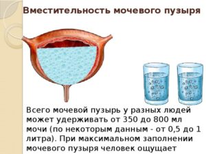 Сколько вмещает мочевой пузырь взрослого человека