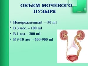 Сколько вмещает мочевой пузырь взрослого человека