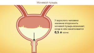 Сколько вмещает мочевой пузырь взрослого человека