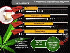 Сколько в моче держится гашиш