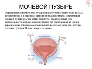 Сколько по времени наполняется мочевой пузырь
