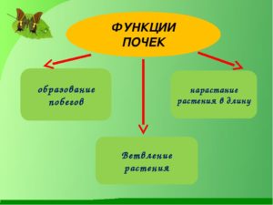 Значение почек у растений 6 класс