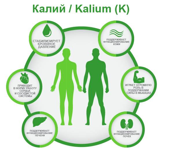 Калий (K) в организме ифографика
