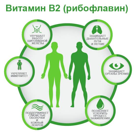 витамин B2 ифографика